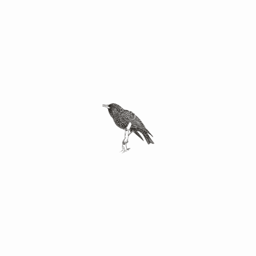 Illustration of a European starling perched on a branch